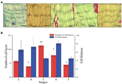 Transcriptome and microRNA Sequencing Identified miRNAs and Target Genes in Different Developmental Stages of the Vascular Cambium in Cryptomeria fortunei Hooibrenk